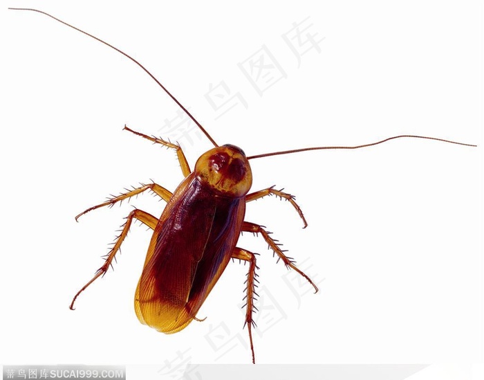 昆虫世界-幼小的臭虫