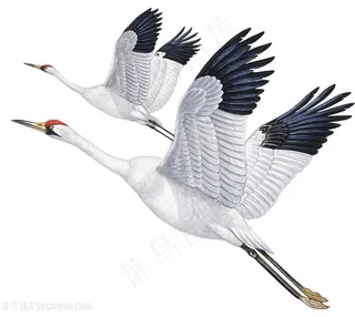 飞翔的仙鹤图片