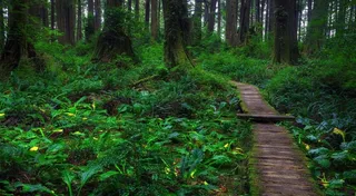 雨后林中木桥小道