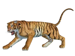 老虎动物园百兽之王虎王野生老虎动物