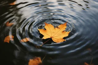 秋天水中落叶枫叶摄影图