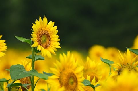 唯美向日葵鲜花图片