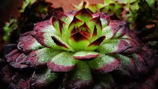 雨后多肉盆栽图片