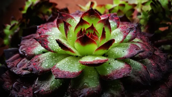 雨后多肉盆栽图片 雨后多肉盆栽图片