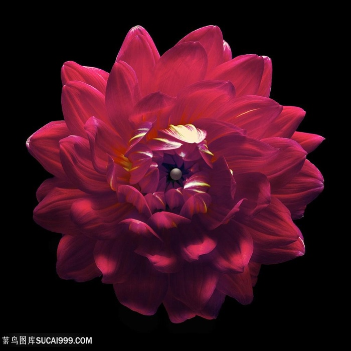 超高清唯美红艳艳鲜花图片