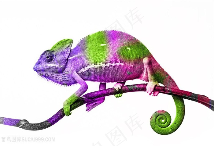 变色龙动物摄影高清图
