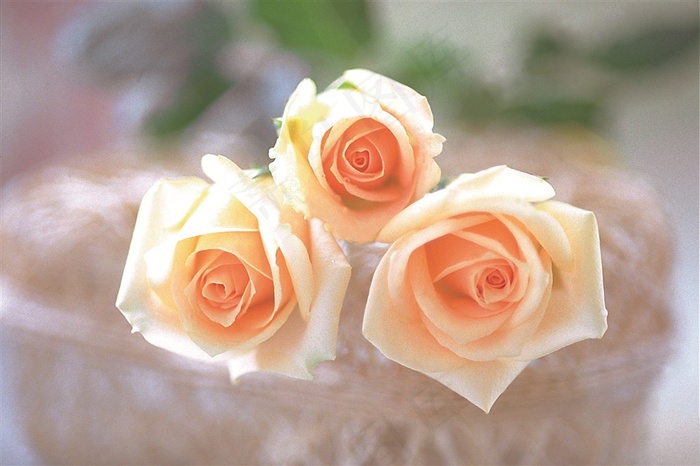 玫瑰花图片素材