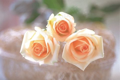 玫瑰花图片素材 玫瑰花图片素材