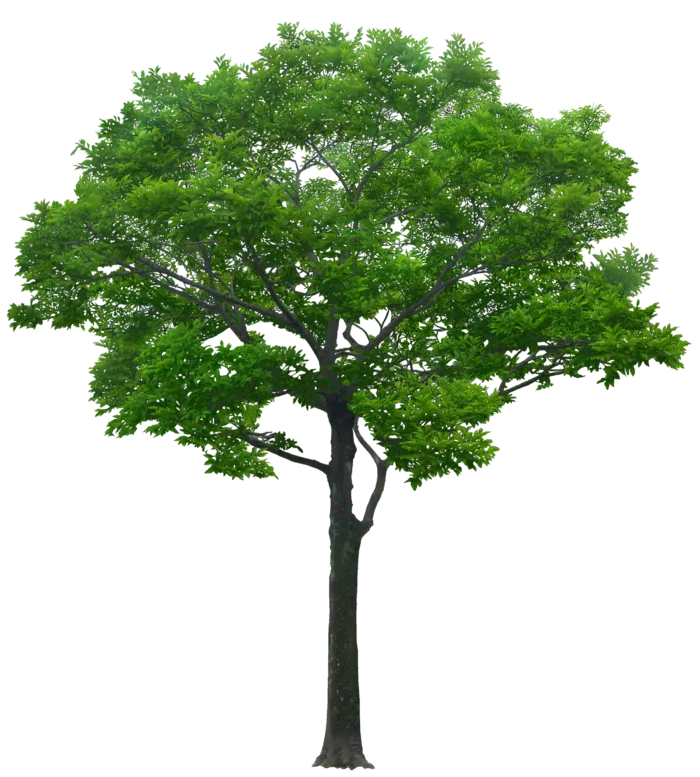 高清树木素材 免抠PSD植物素材 美术绘画园林贴图 树草灌木花草