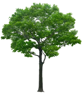 高清树木素材 免抠PSD植物素材 美术绘画园林贴图 树草灌木花草