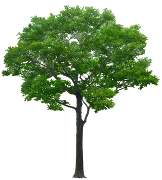 高清树木素材 免抠PSD植物素材 美术绘画园林贴图 树草灌木花草