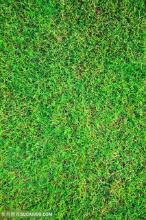 唯美绿色草地景色高清图