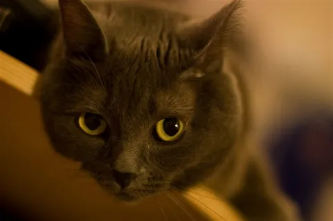 猫机灵美图素材