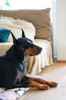 纯黑色杜宾犬图片 纯黑色杜宾犬图片