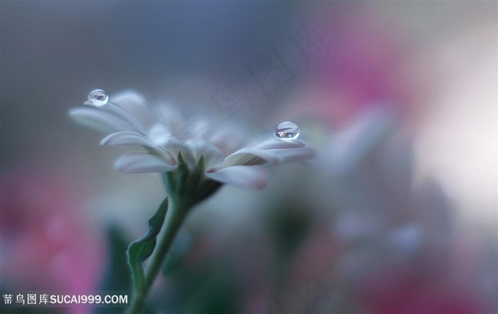 唯美水珠雏菊鲜花图片