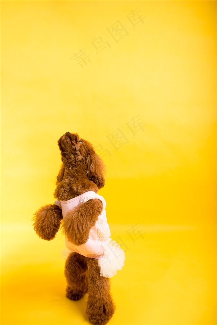 泰迪犬摄影素材
