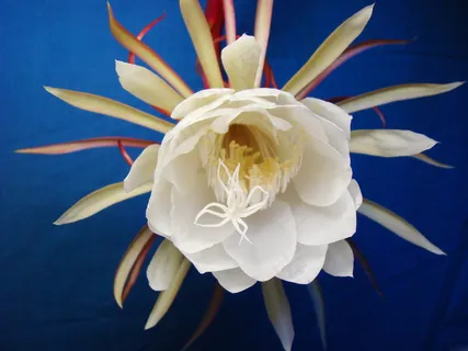 白色昙花图片 白色昙花图片