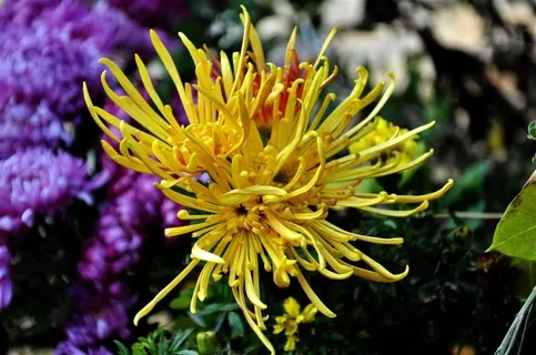 盛开的黄色菊花 盛开的黄色菊花