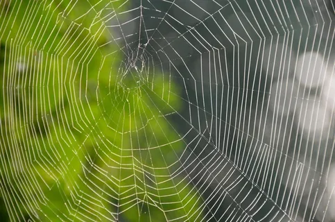 高清蜘蛛网素材图片 高清蜘蛛网素材图片