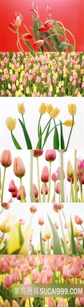 精美郁金香鲜花素材