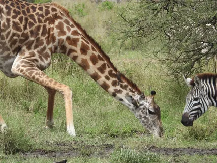 长颈鹿低头吃草图片