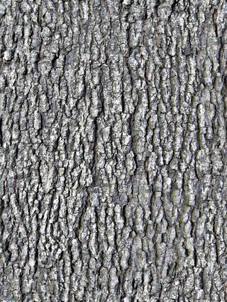 树皮纹理图