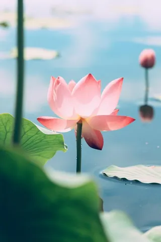 清新粉色荷花荷叶图