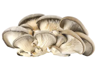 凤尾菇 (4)超市商品白底图免抠实物摄影png格式图片透明底