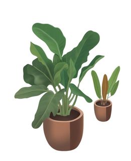 植物盆栽元素插画 植物盆栽元素插画