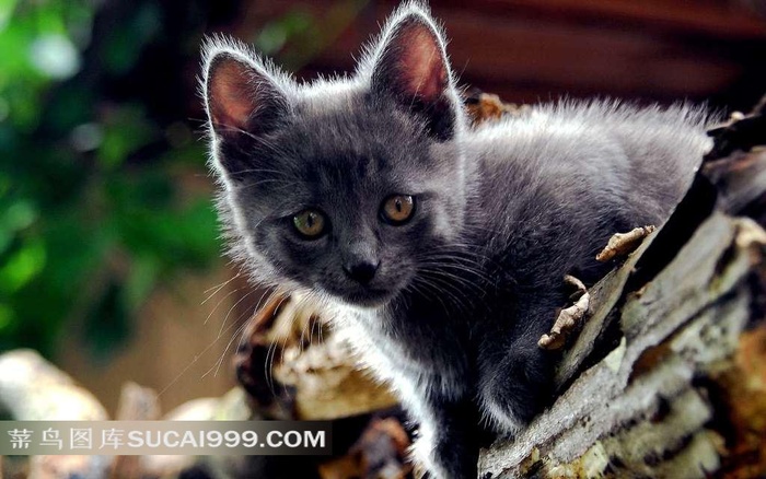 树干上的黑色小猫