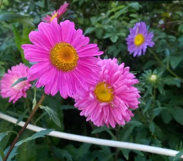 IMG_20160828_075041 IMG_20160828_075041