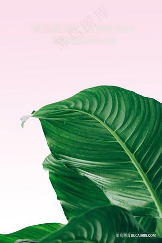 唯美绿叶时尚装饰画