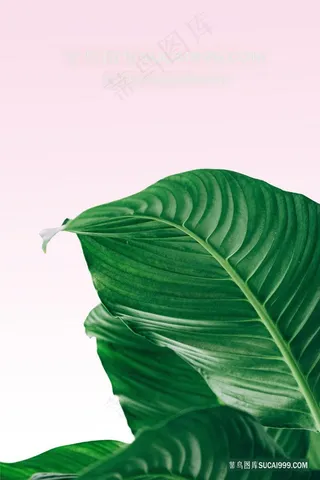 唯美绿叶时尚装饰画