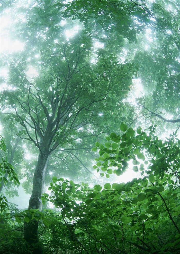 森林风景环境图片素材