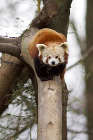 小棕熊动物园动物设计素材森林野生