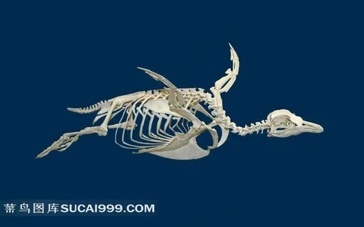 游泳姿势的企鹅骨骼