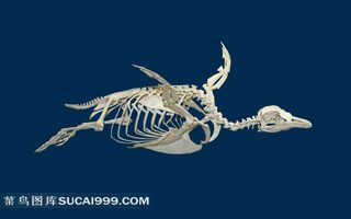 游泳姿势的企鹅骨骼