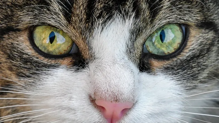 可爱猫猫图片