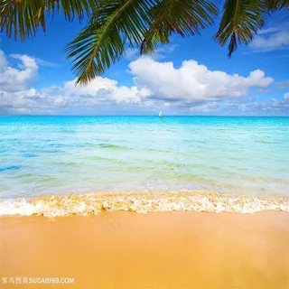 高清海边沙滩椰树风景图片