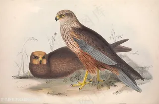 欧洲鸟类时尚水彩横版装饰画