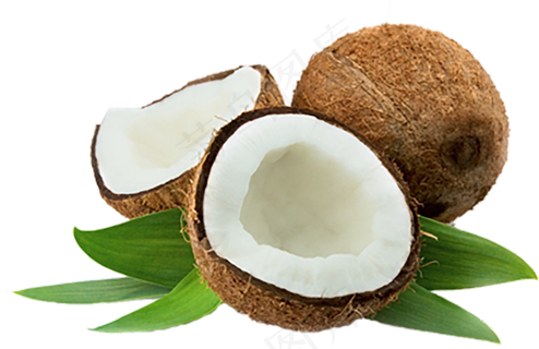 椰子免抠素材 (25)