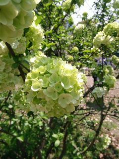 绣球花高清图片