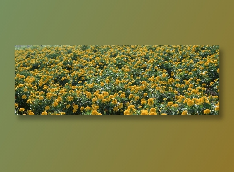 花海背景图片