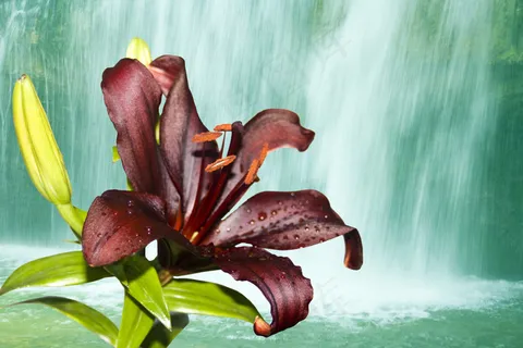 瀑布旁盛开的野百合图片 瀑布旁盛开的野百合图片