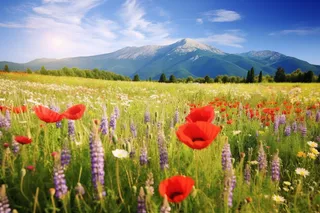 春天高原上的草丛里开满了鲜花摄影图 