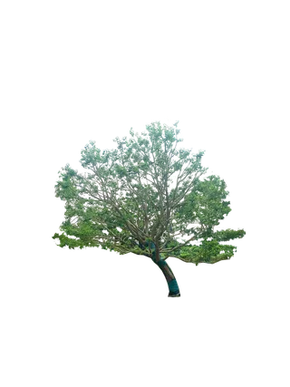 树木树枝树叶免扣素材