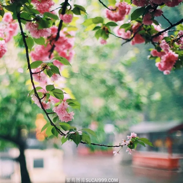 下雨过后的桃花