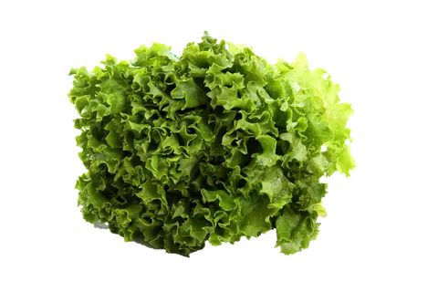 生菜 (31)超市商品白底图免抠实物摄影png格式图片透明底