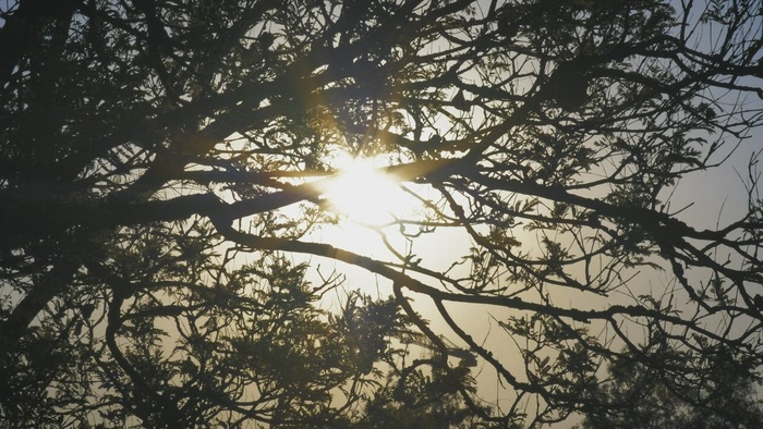 阳光透过树枝被风吹动