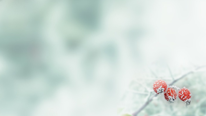 雪下的鲜花图片